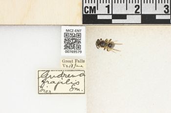 Media type: image;   Entomology 769579 Aspect: Labels